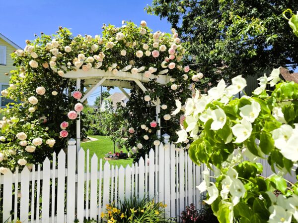 24th Annual Albany Garden Tour is June 14